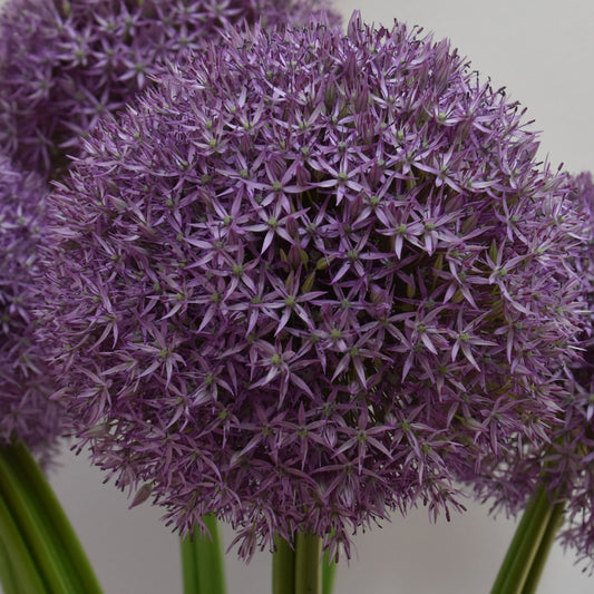 Allium Pinball Wizard