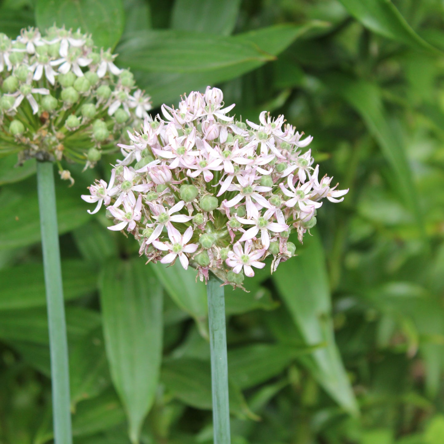 Allium nigrum 'Pink Jewel'
