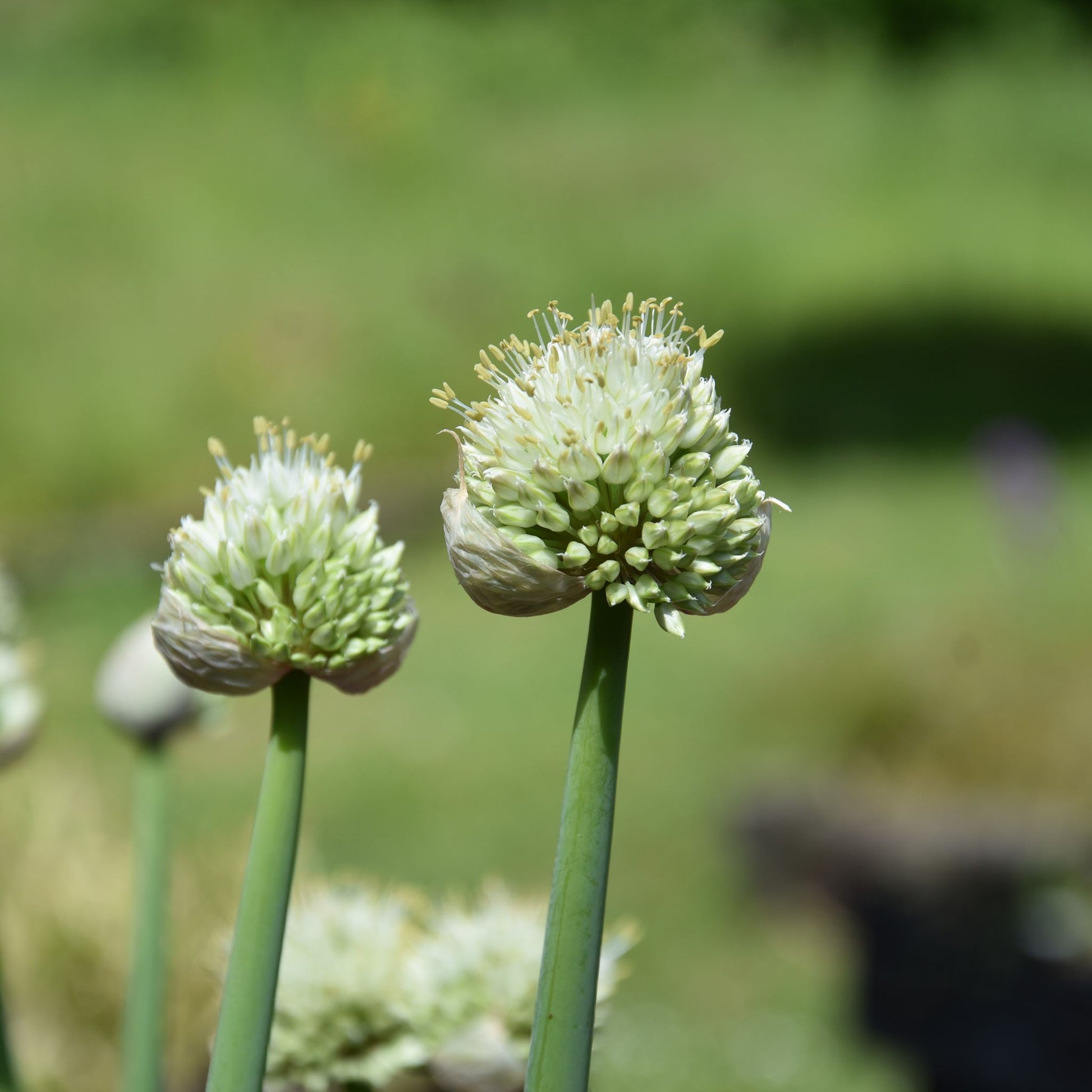 Allium pskemense