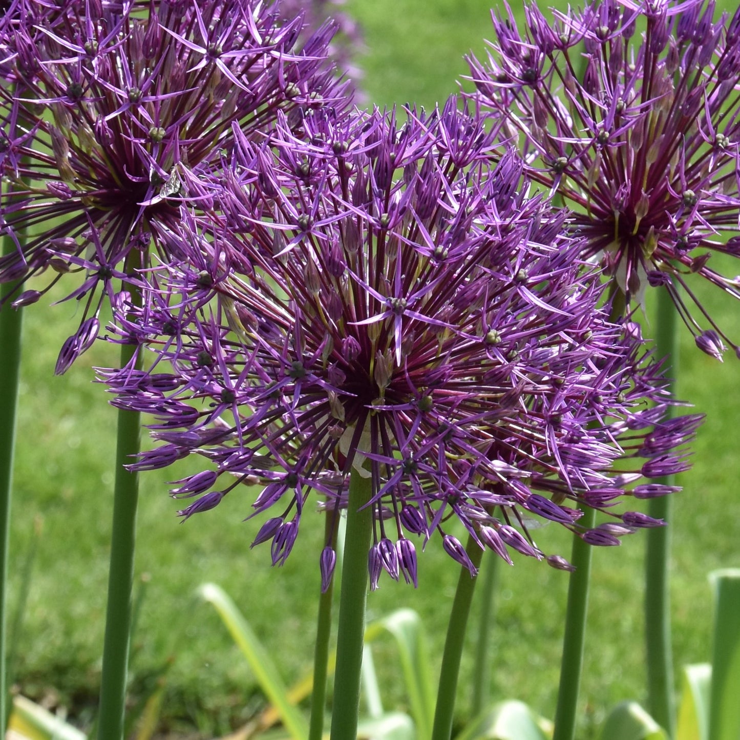 Allium Purple Rain