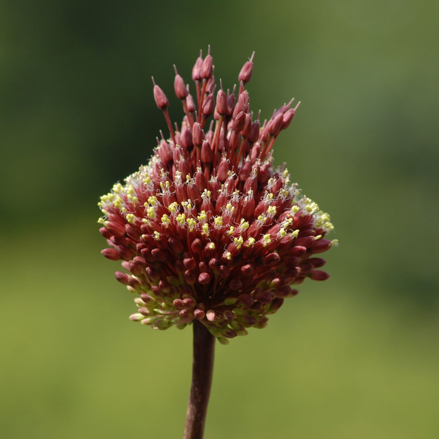 Allium amethystinum 'Red Mohican'