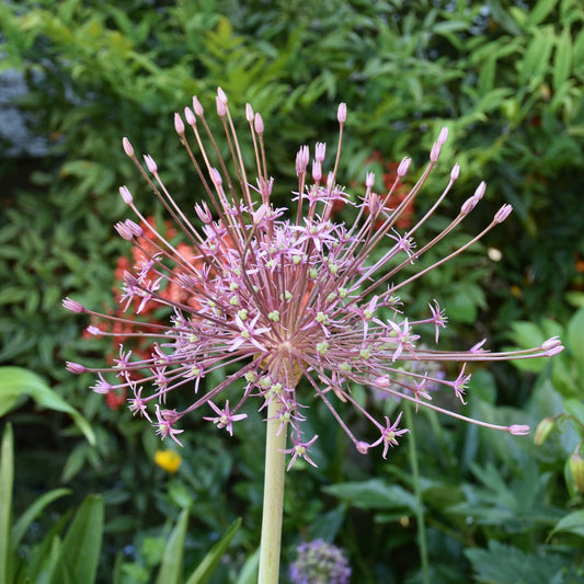 Allium schubertii