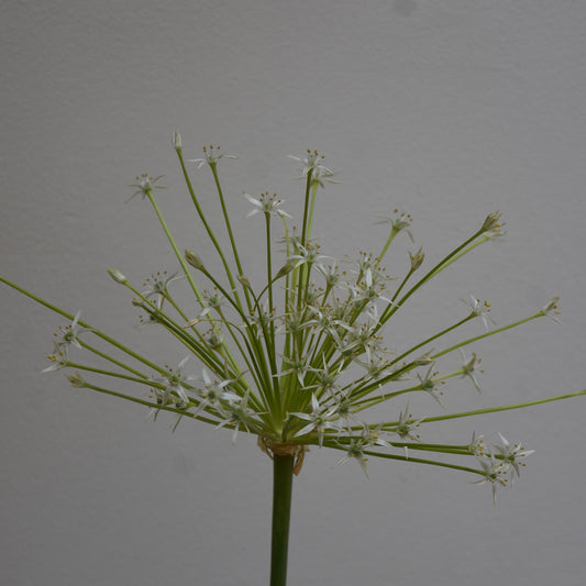 Allium schubertii 'Arctic Snow'