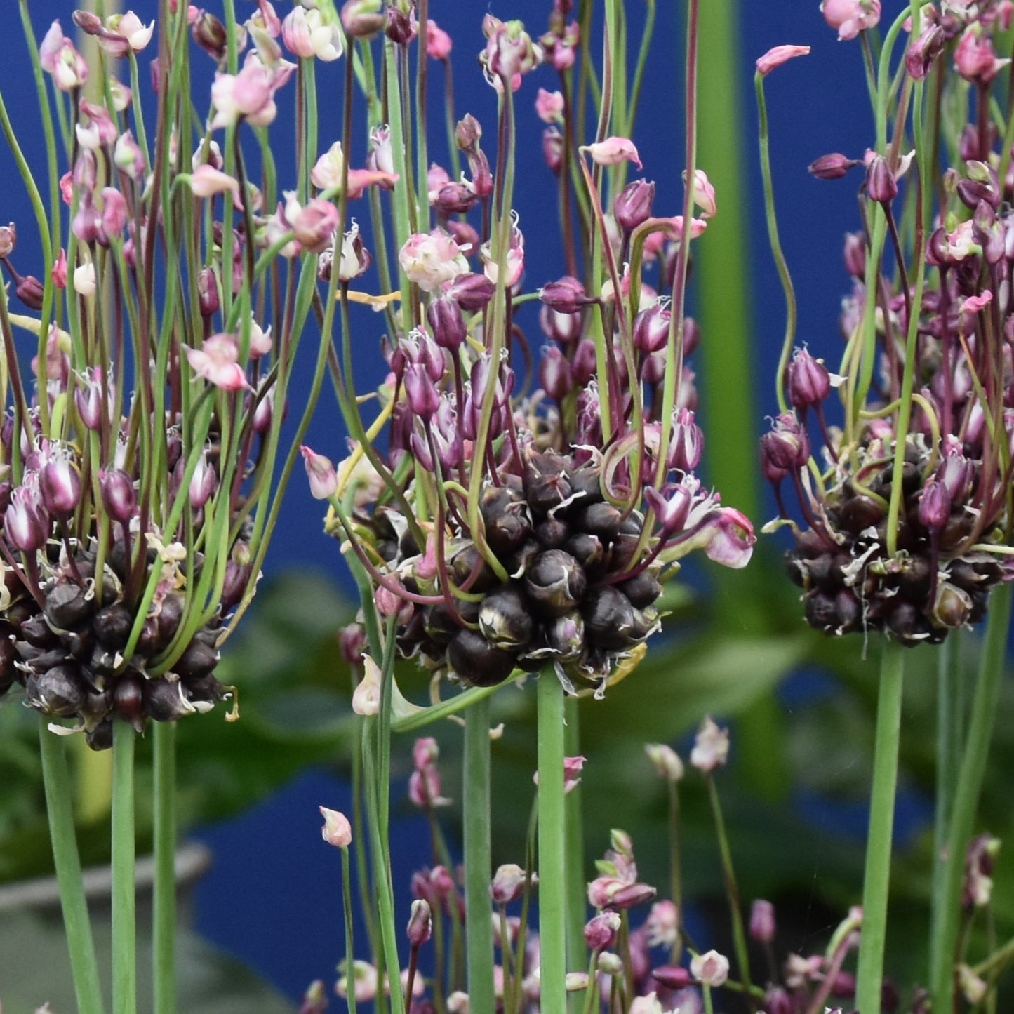 Allium scorodoprasum Art