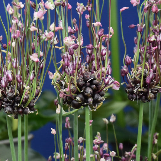 Allium scorodoprasum Art