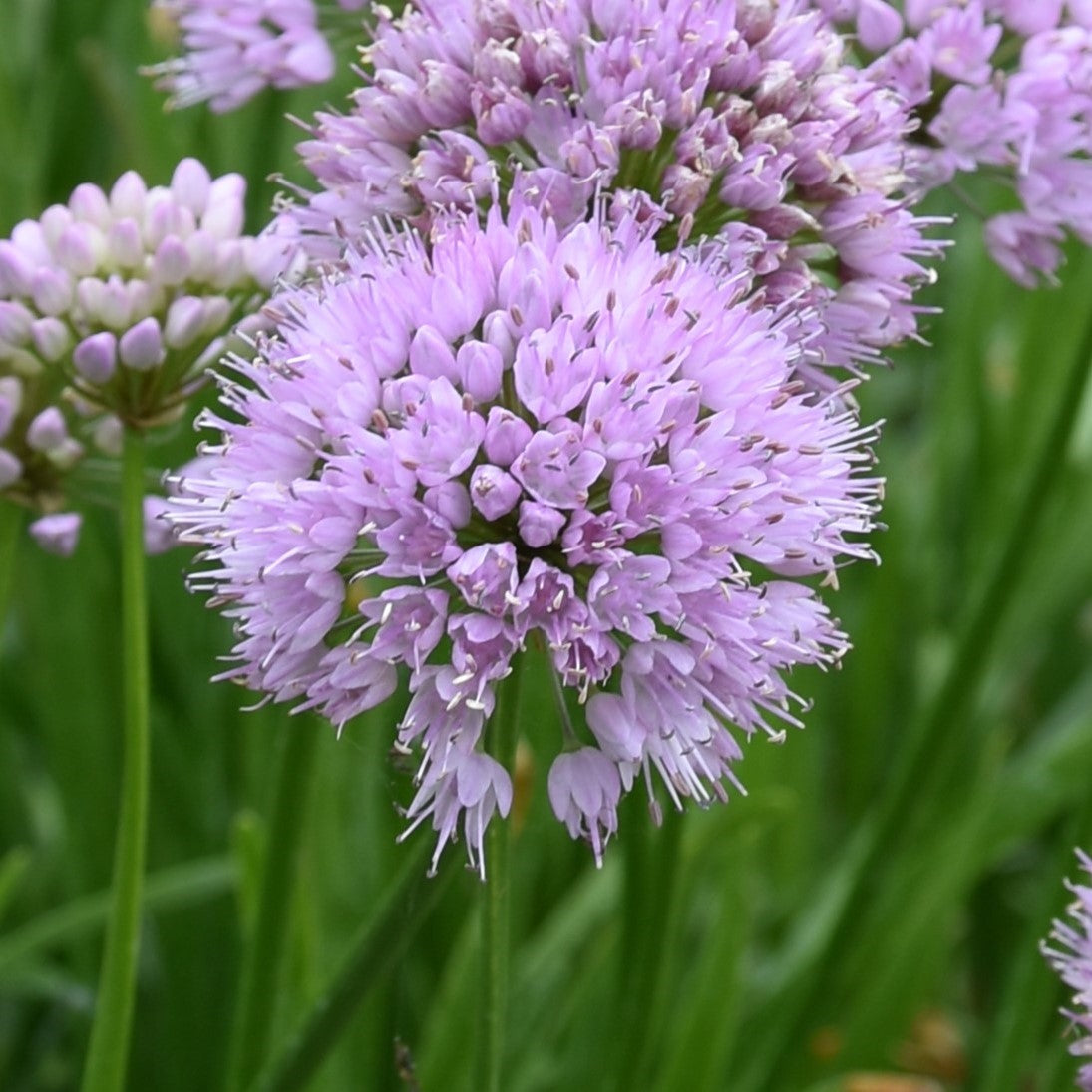 Allium Summer Beauty