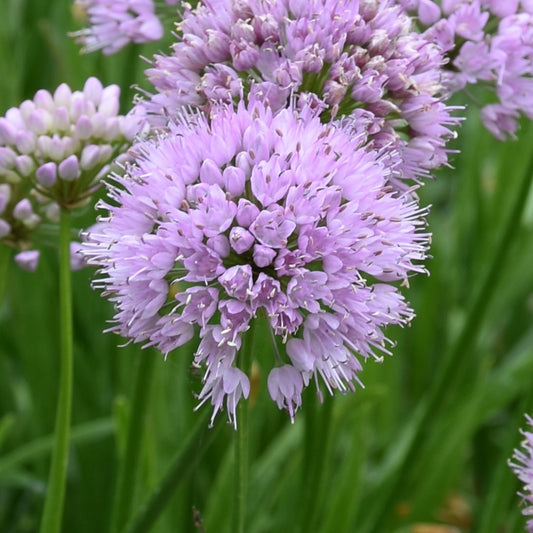 Allium Summer Beauty