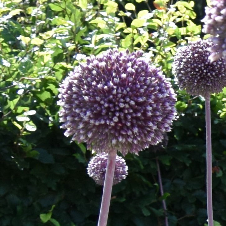 Allium Summer Drummer