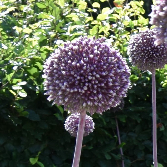 Allium Summer Drummer