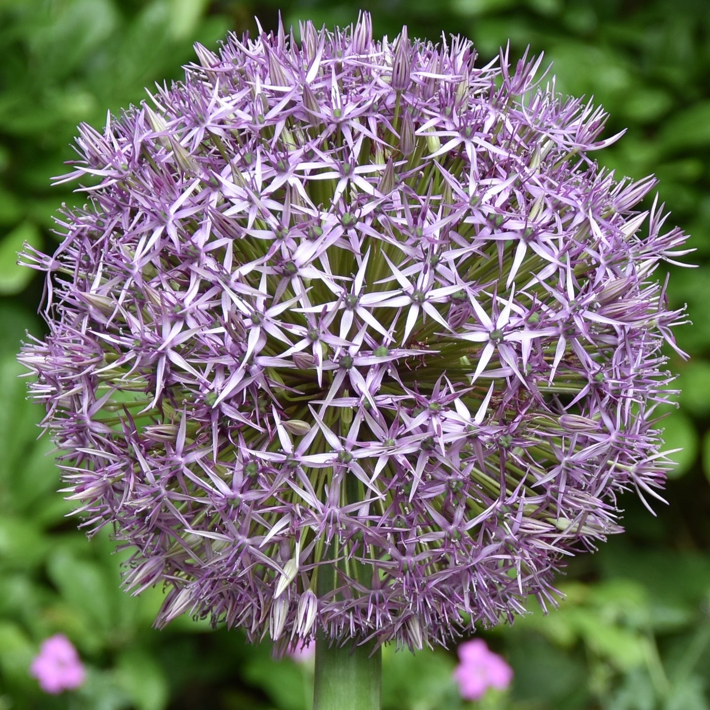 Allium Universe