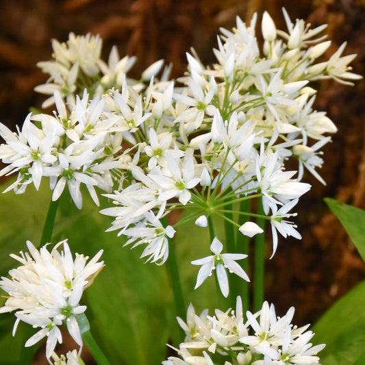 Allium ursinum