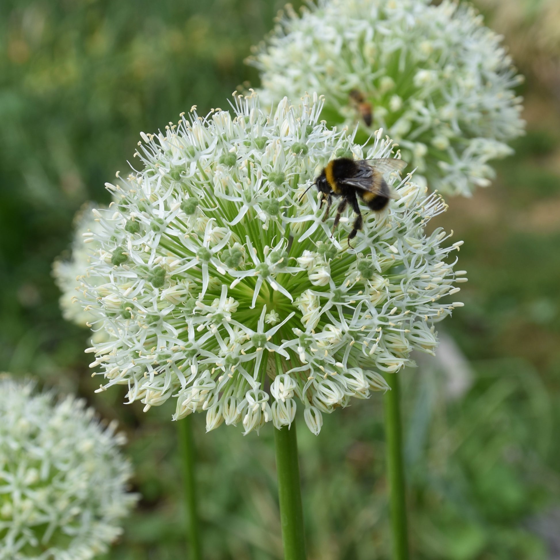 Allium White Giant