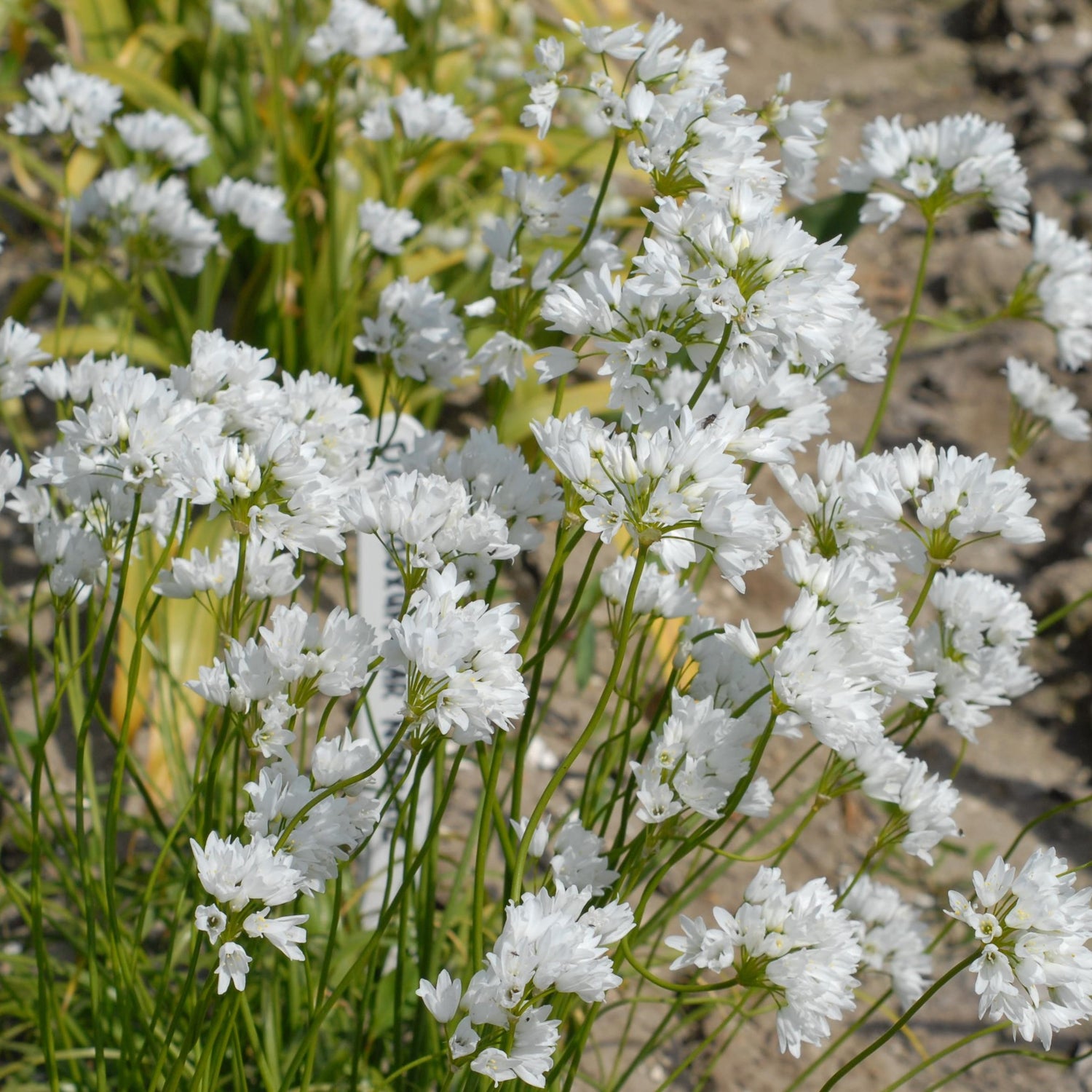 Allium zebdanense