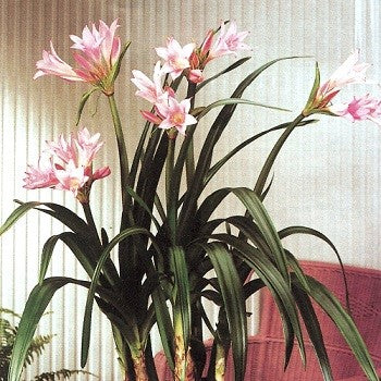 Amarcrinum memoria-corsii Howardii