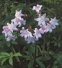 Amaryllis belladonna