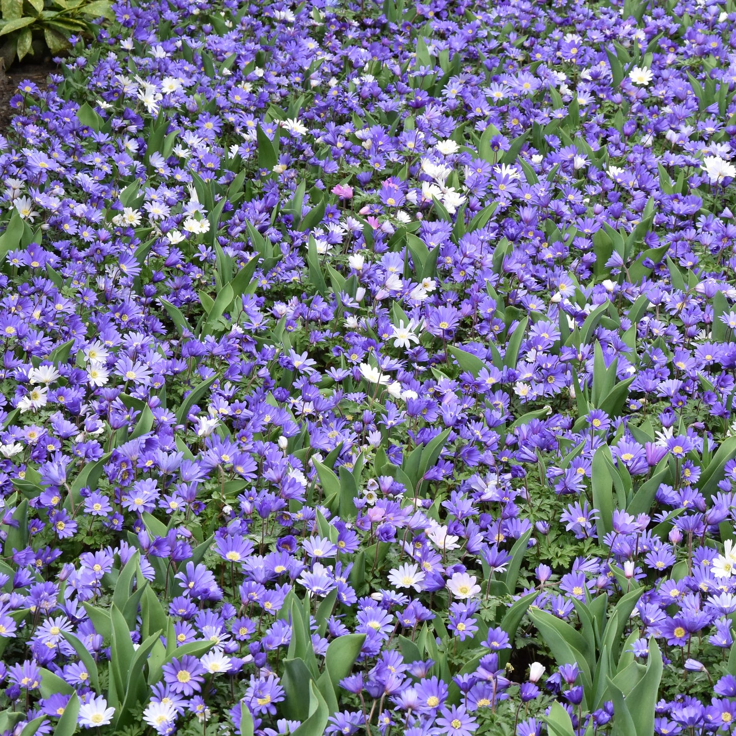 Anemone blanda