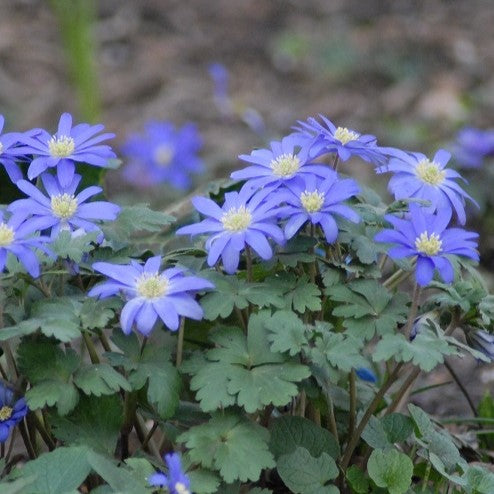 Anemone blanda 'Blue Shades'