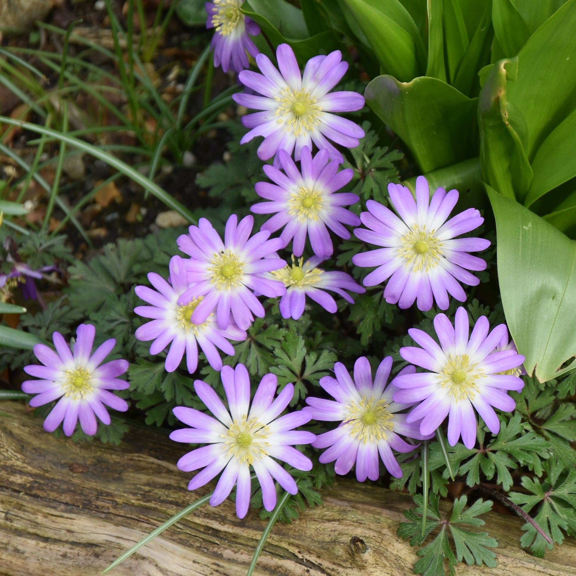 Anemone blanda 'Charmer'