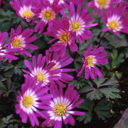 Anemone blanda 'Radar'