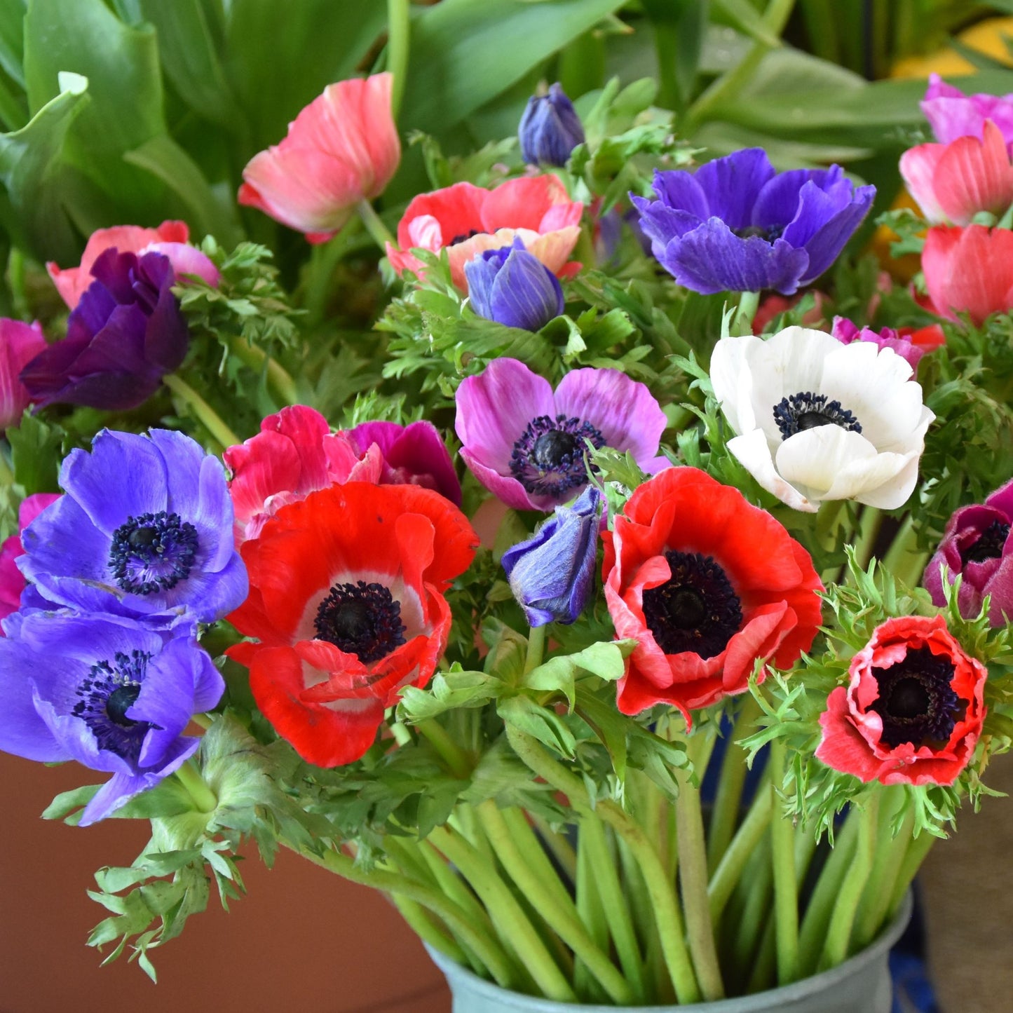 Anemone De Caen