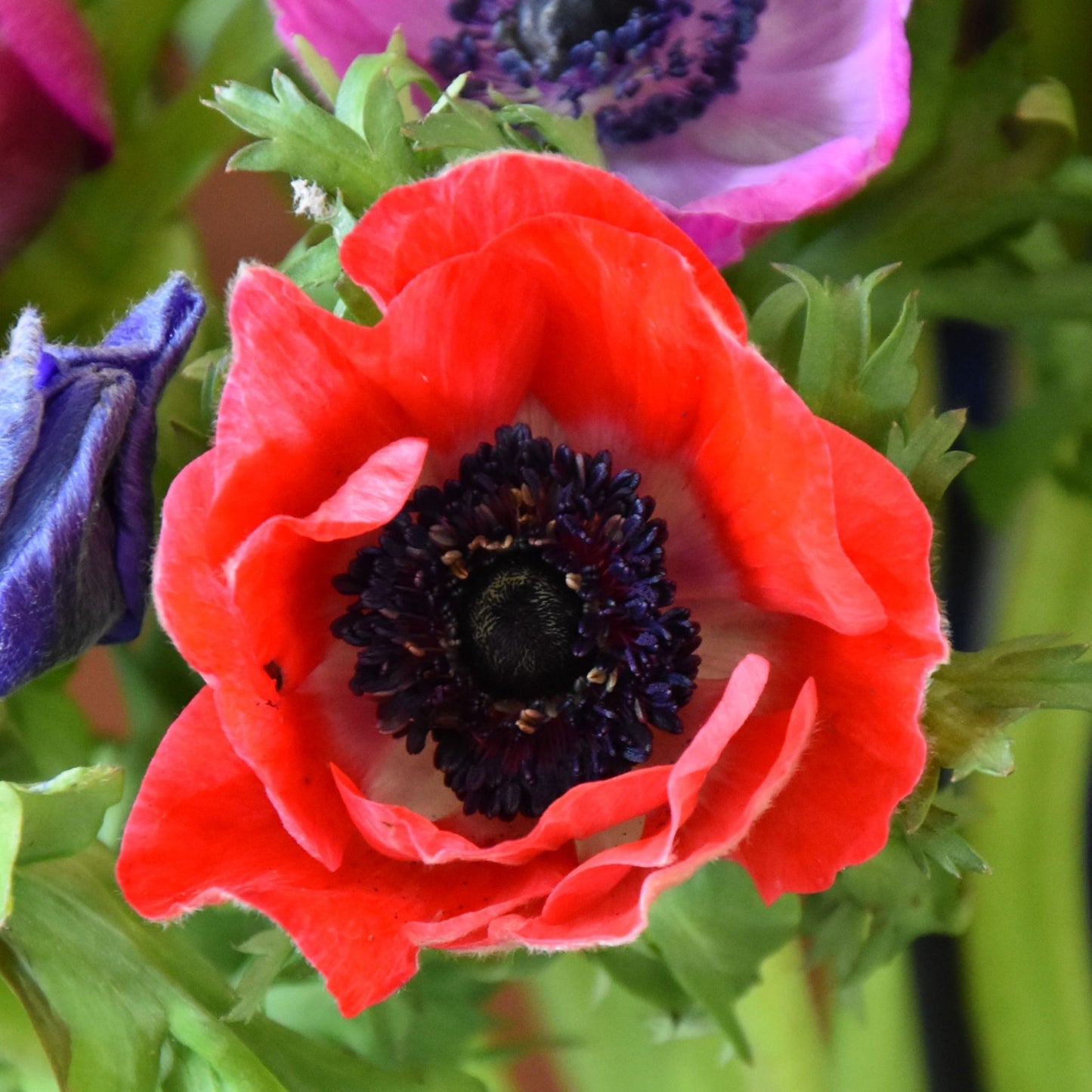 Anemone De Caen 'Hollandia'