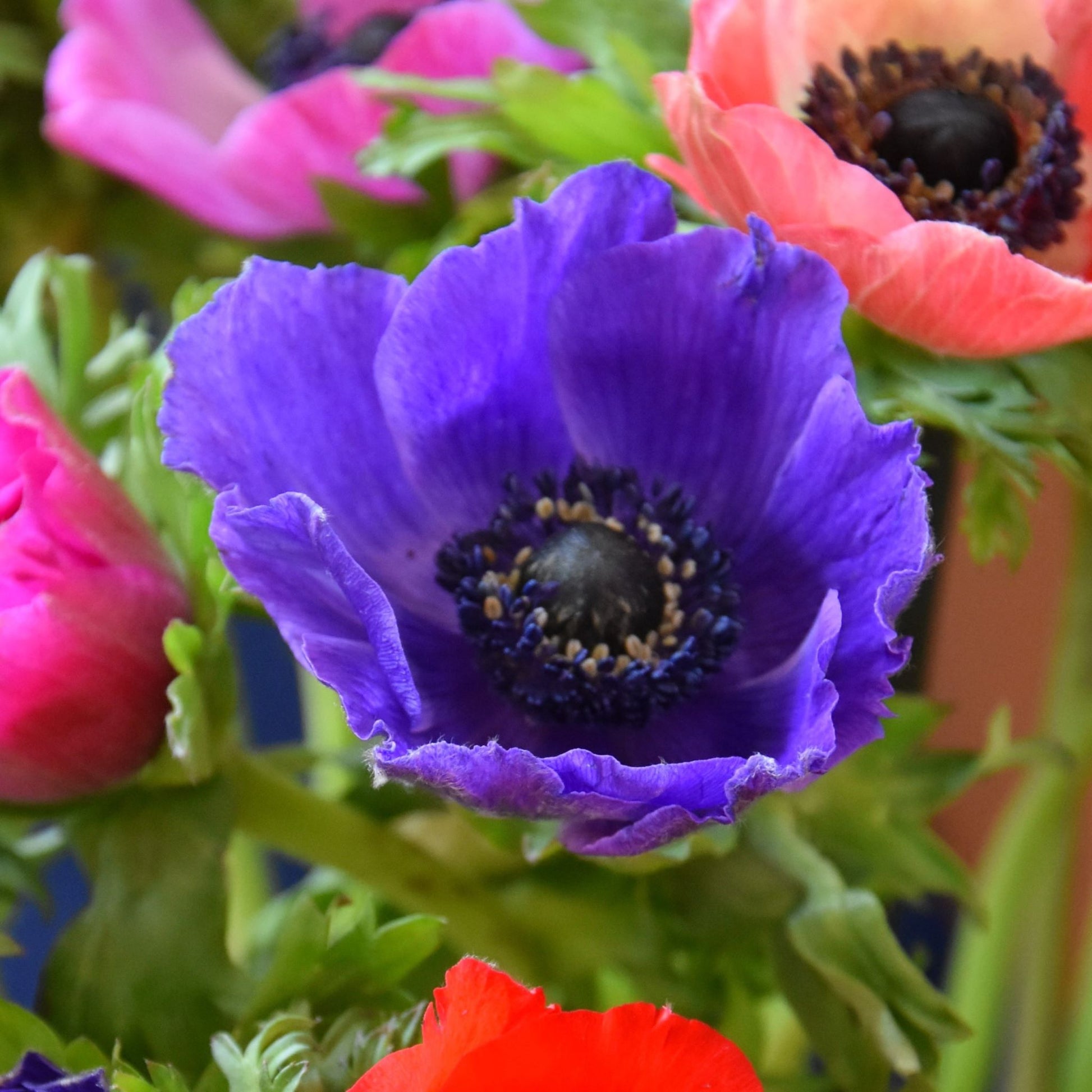Anemone De Caen 'Mr Fokker'