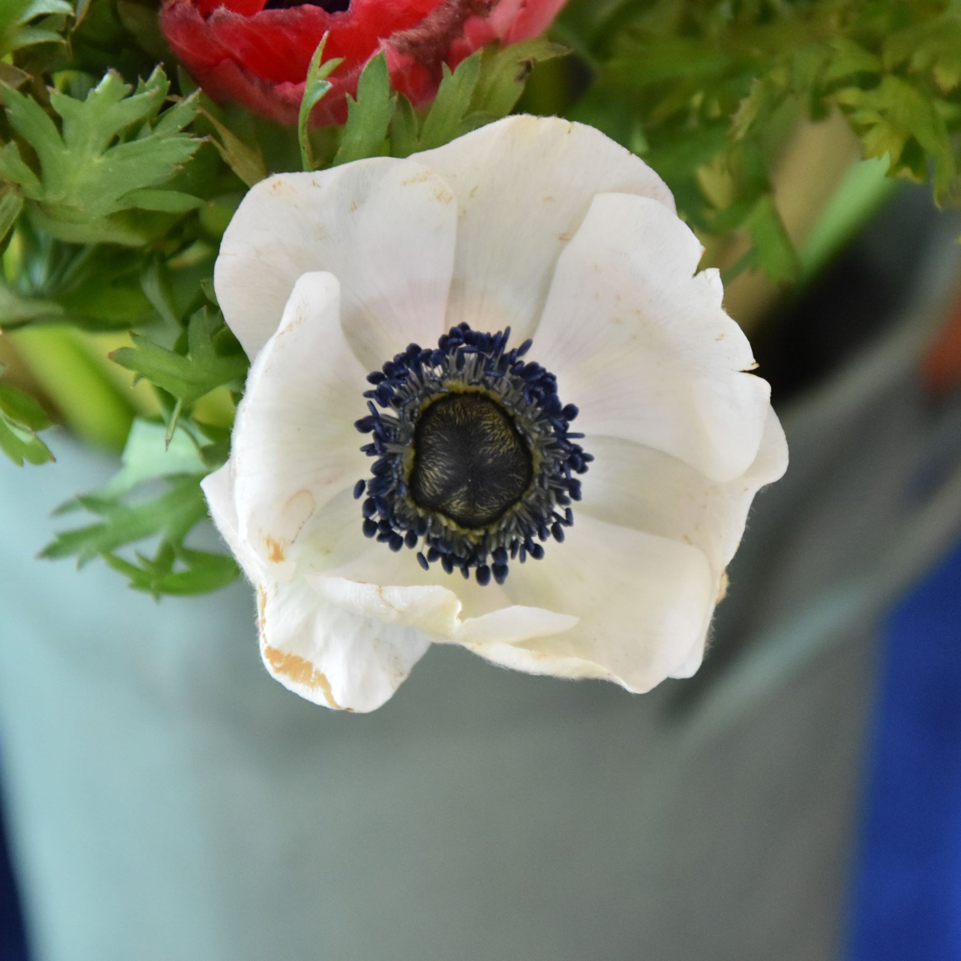 Anemone De Caen 'The Bride'