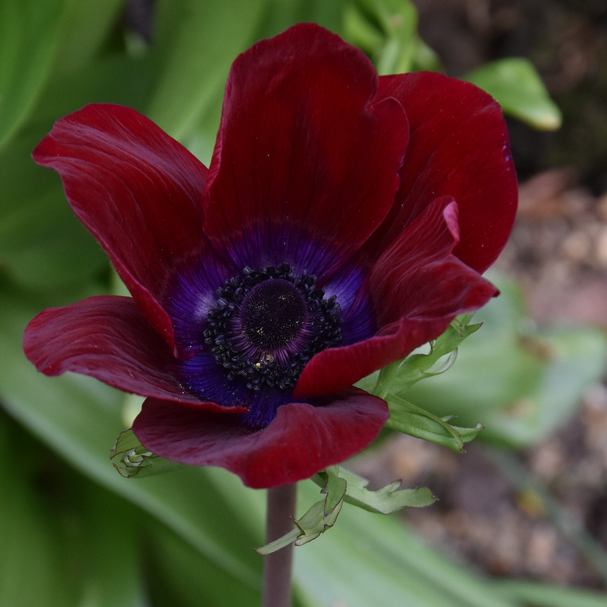 Anemone galilee 'Bordeaux'