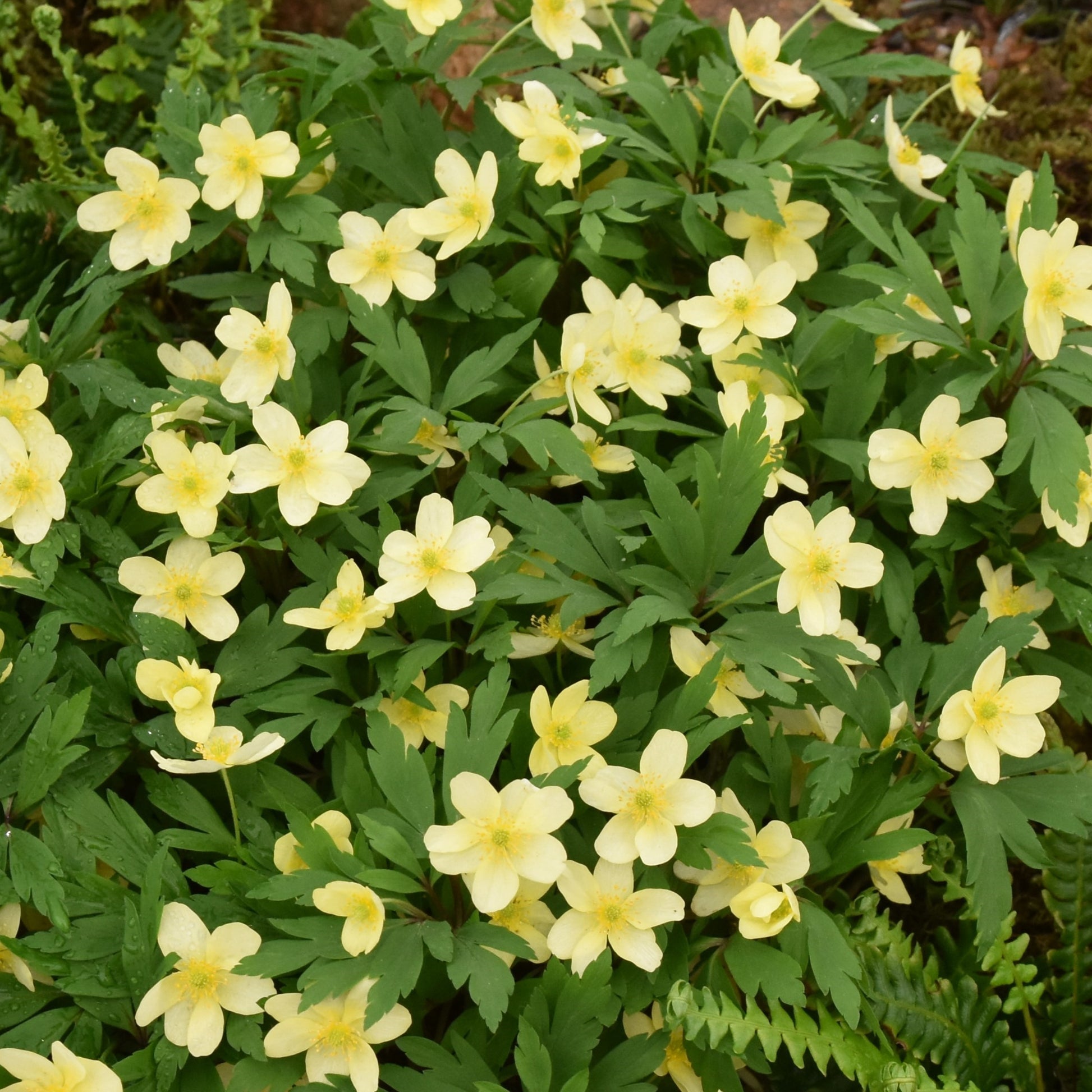 Anemone x lipsiensis
