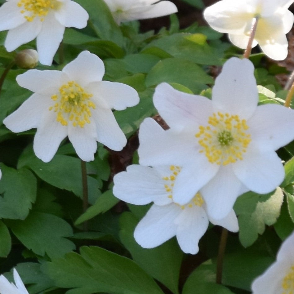 Anemone nemorosa