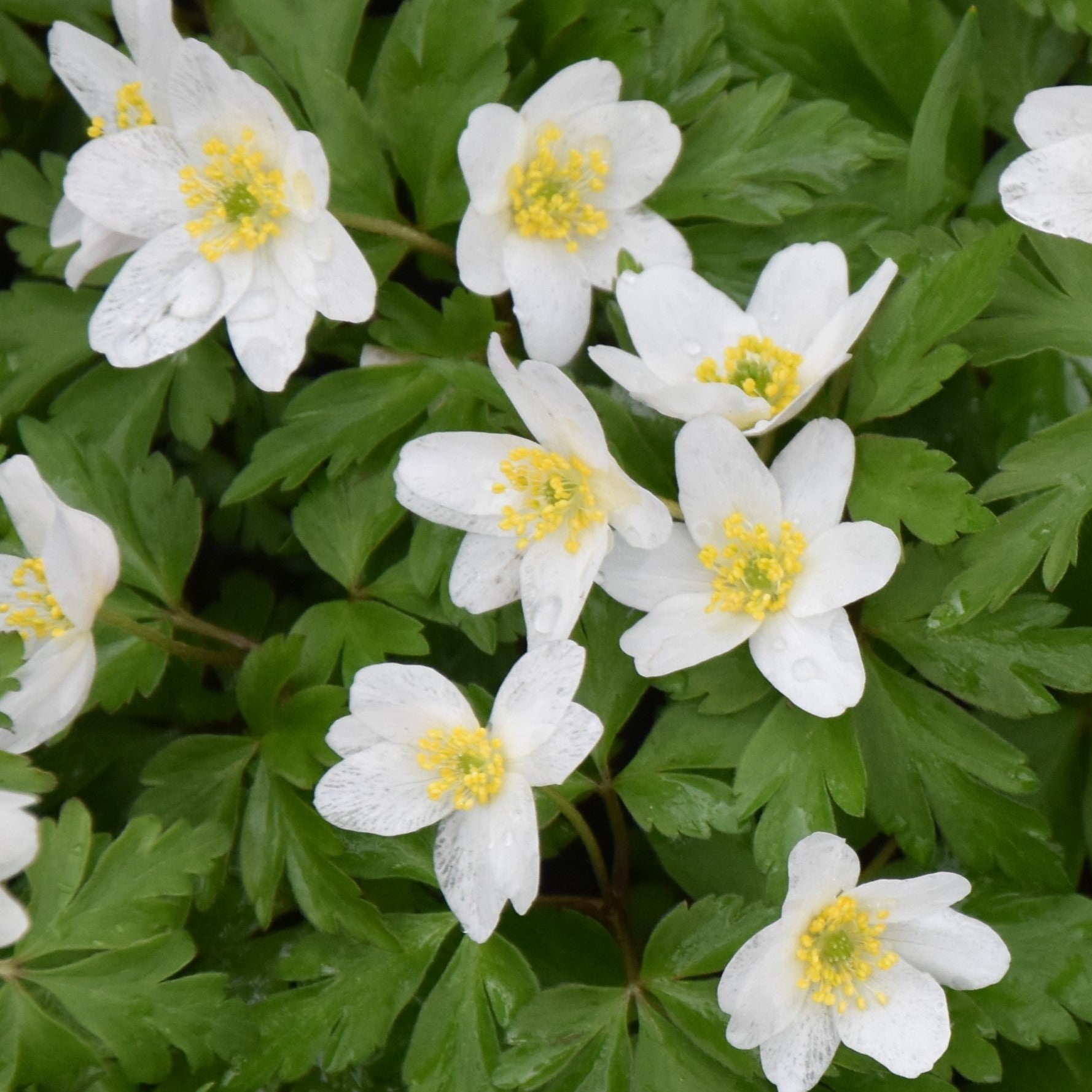 Anemone nemorosa 'Lychette'