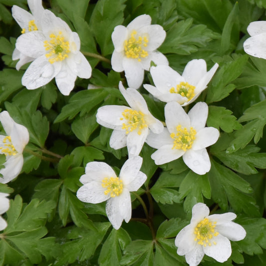 Anemone nemorosa 'Lychette'