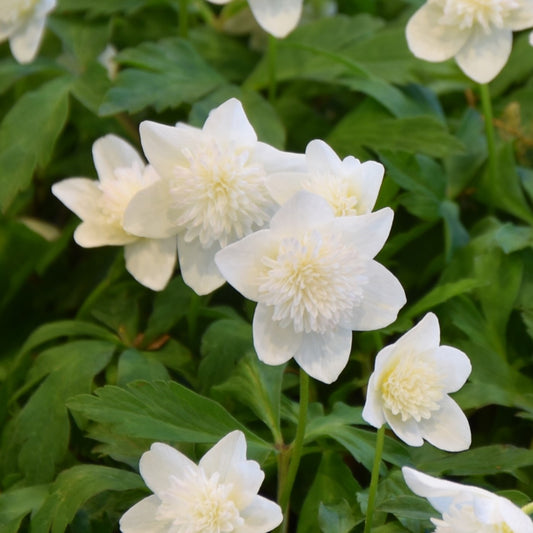 Anemone nemorosa 'Vestal'