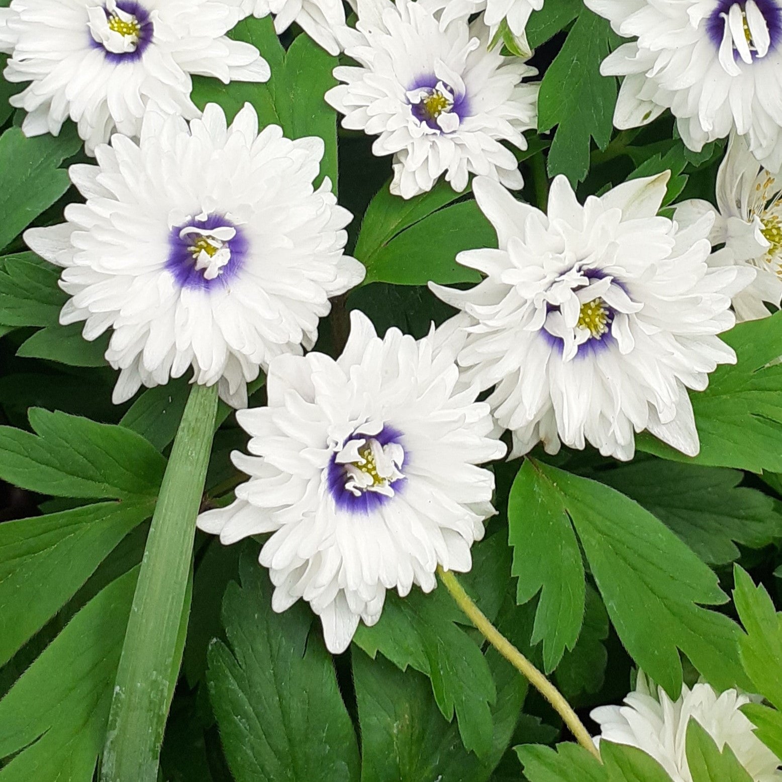 Anemone nemorosa 'Blue Eyes'