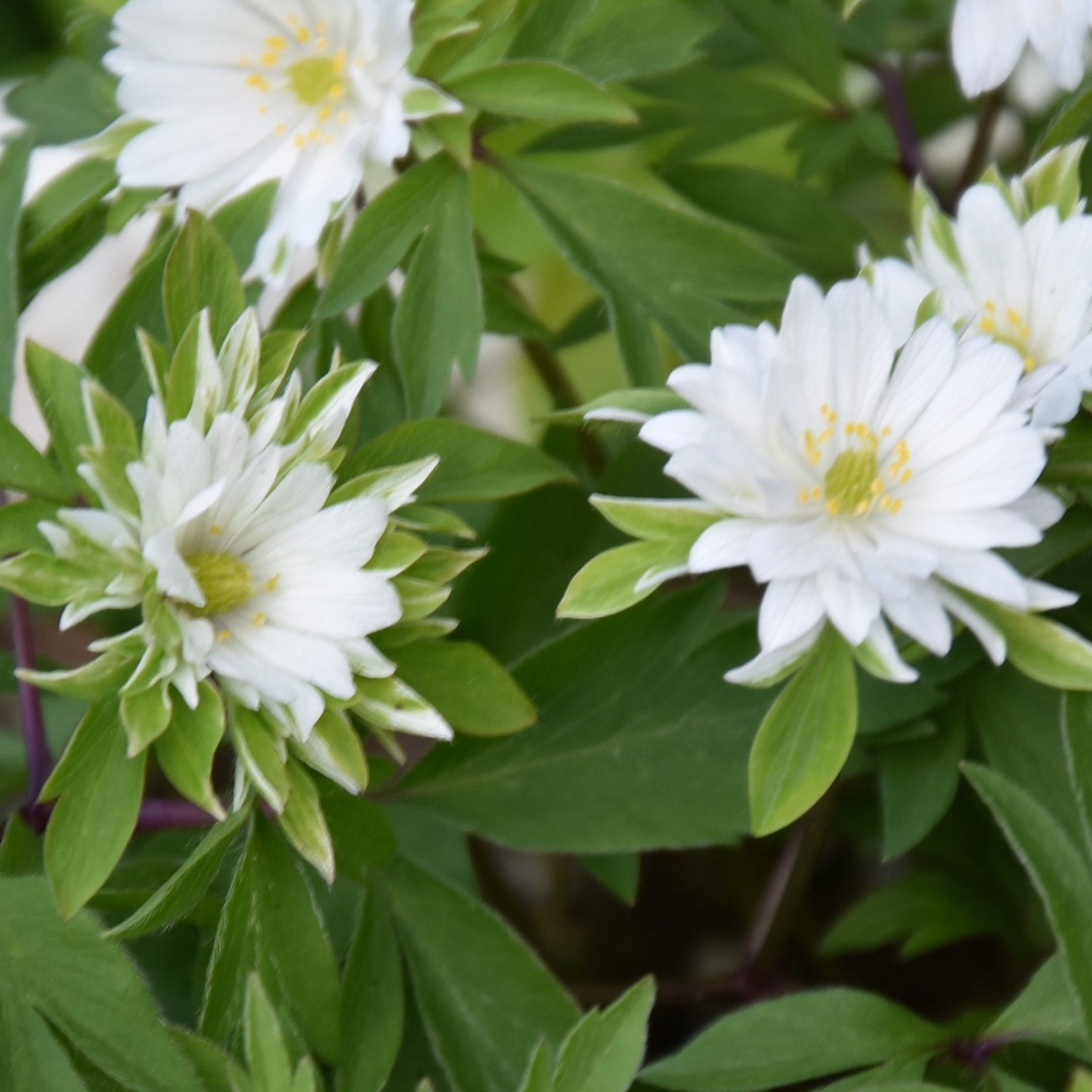 Anemone nemorosa 'Monstrosa'