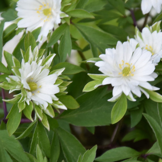 Anemone nemorosa 'Monstrosa'