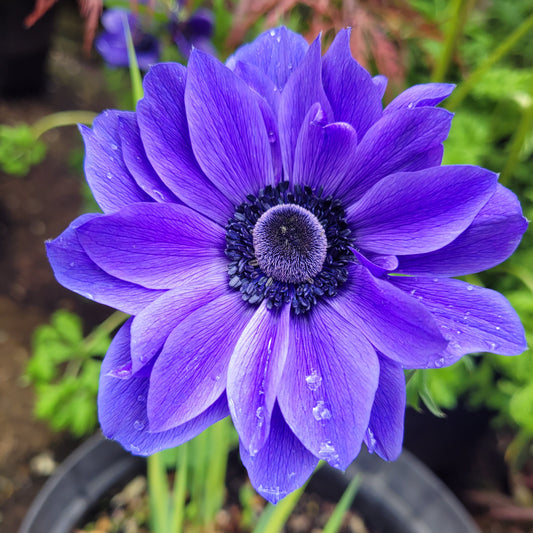 Anemone St Brigid Lord Lieutenant