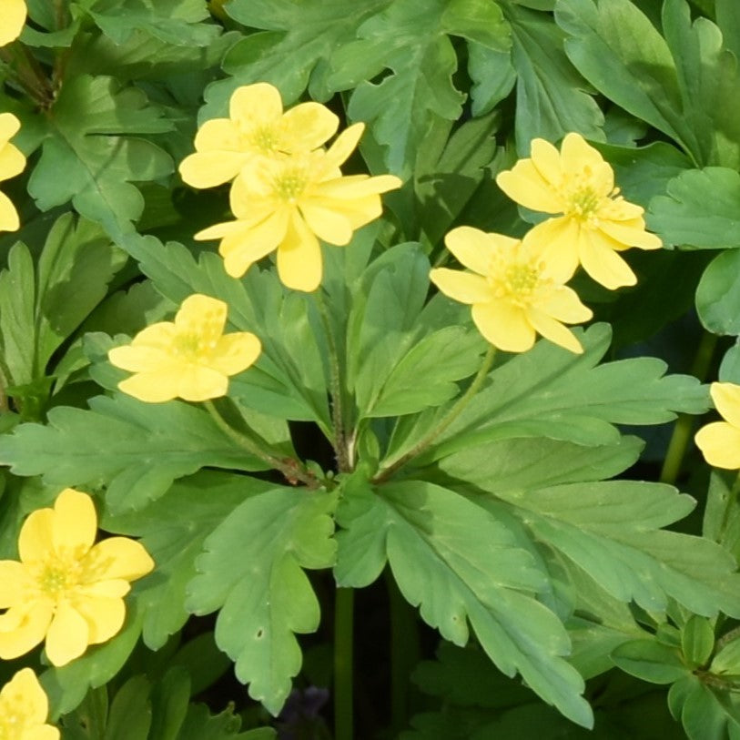 Anemone ranunculoides