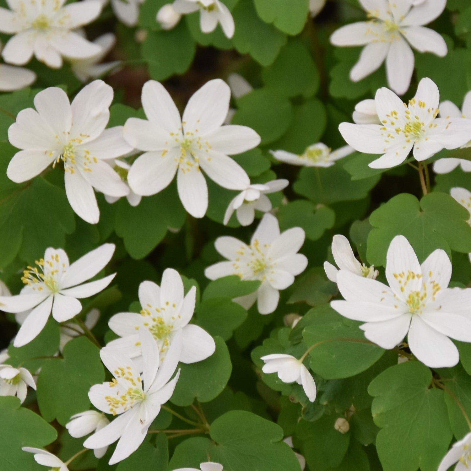 Anemonella thalictroides