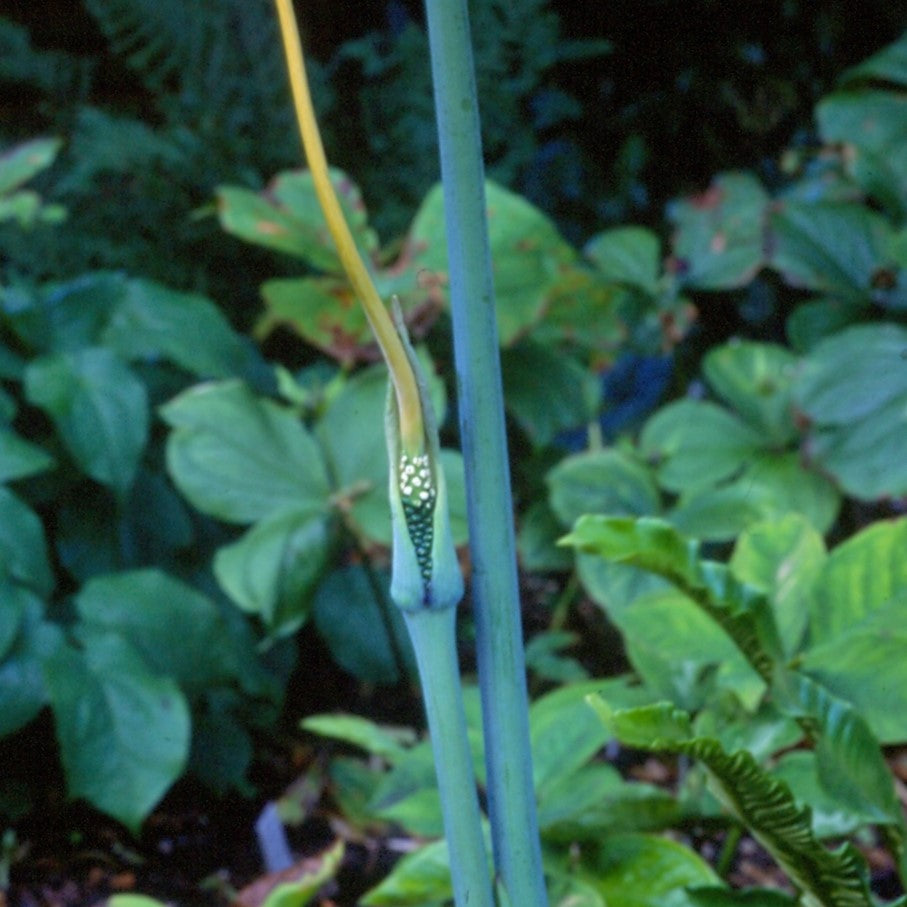 Arisaema dracontium