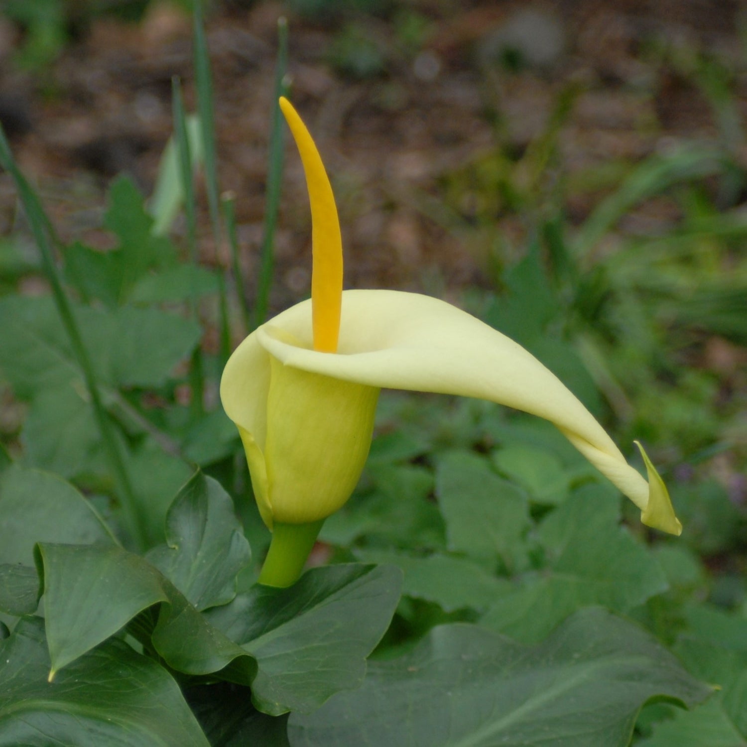 Arum creticum