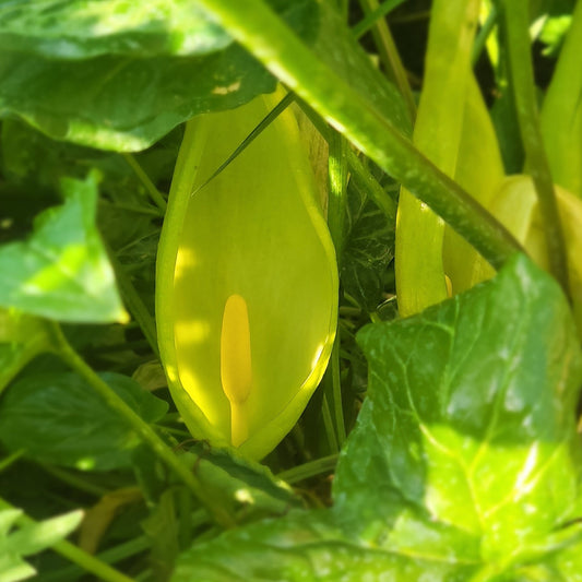 Arum italicum marmoratum