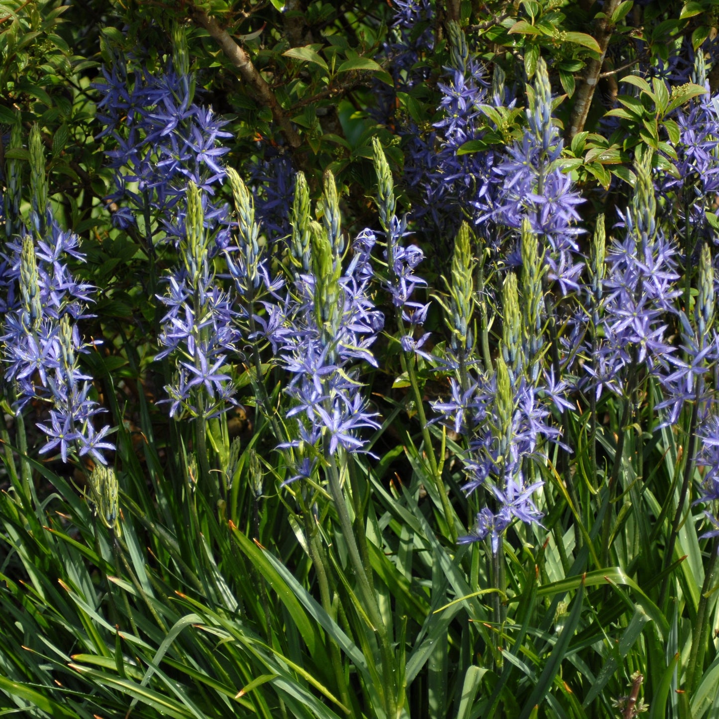 Camassia cusickii