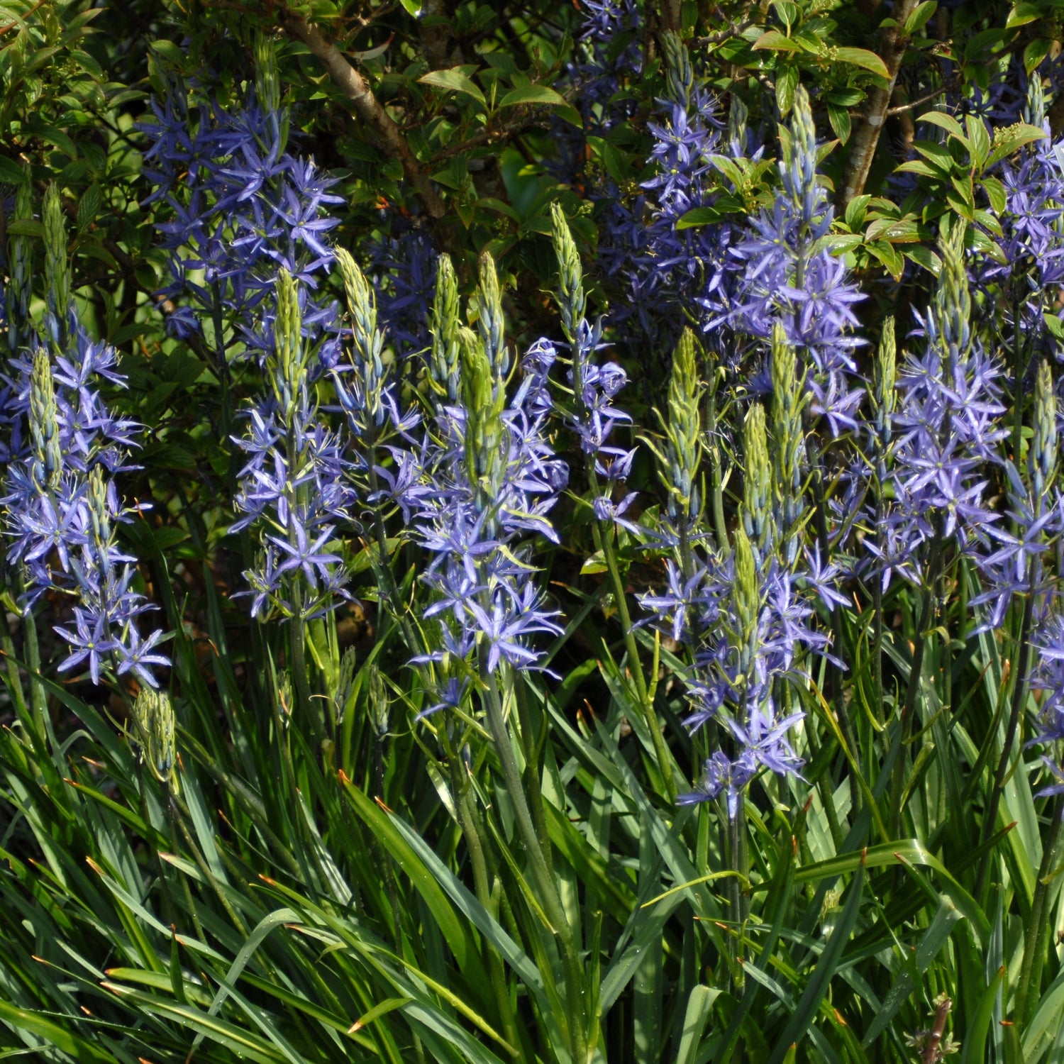 Camassia cusickii