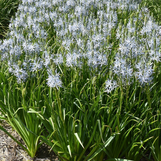 Camassia cusickii Zwanenburg