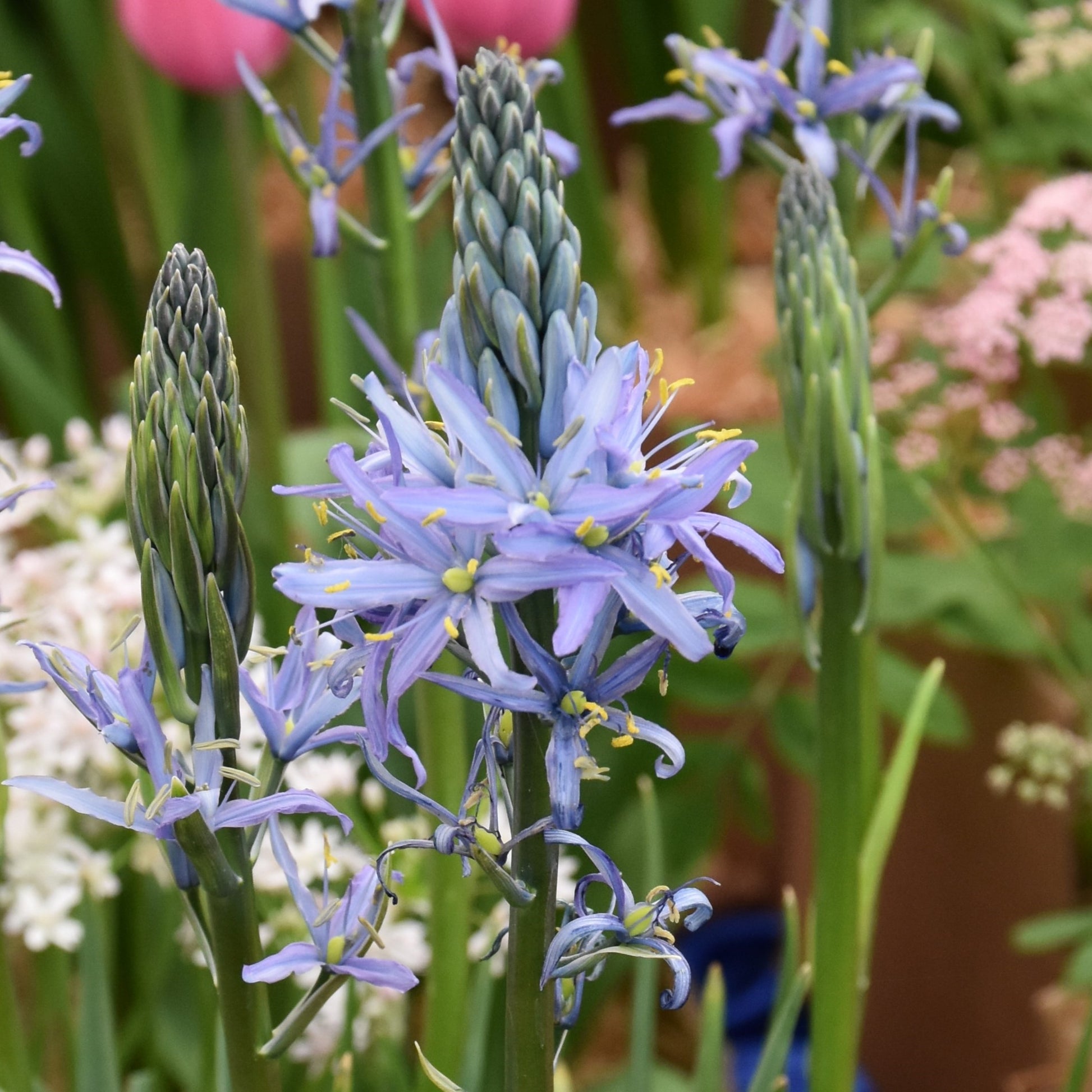 Camassia leichtlinii 'Blue Candle'