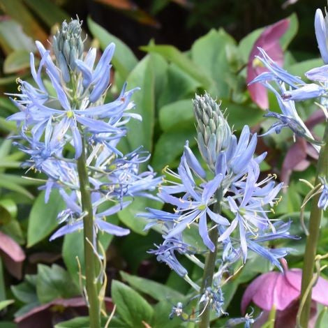Camassia leichtlinii 'Blue Heaven'