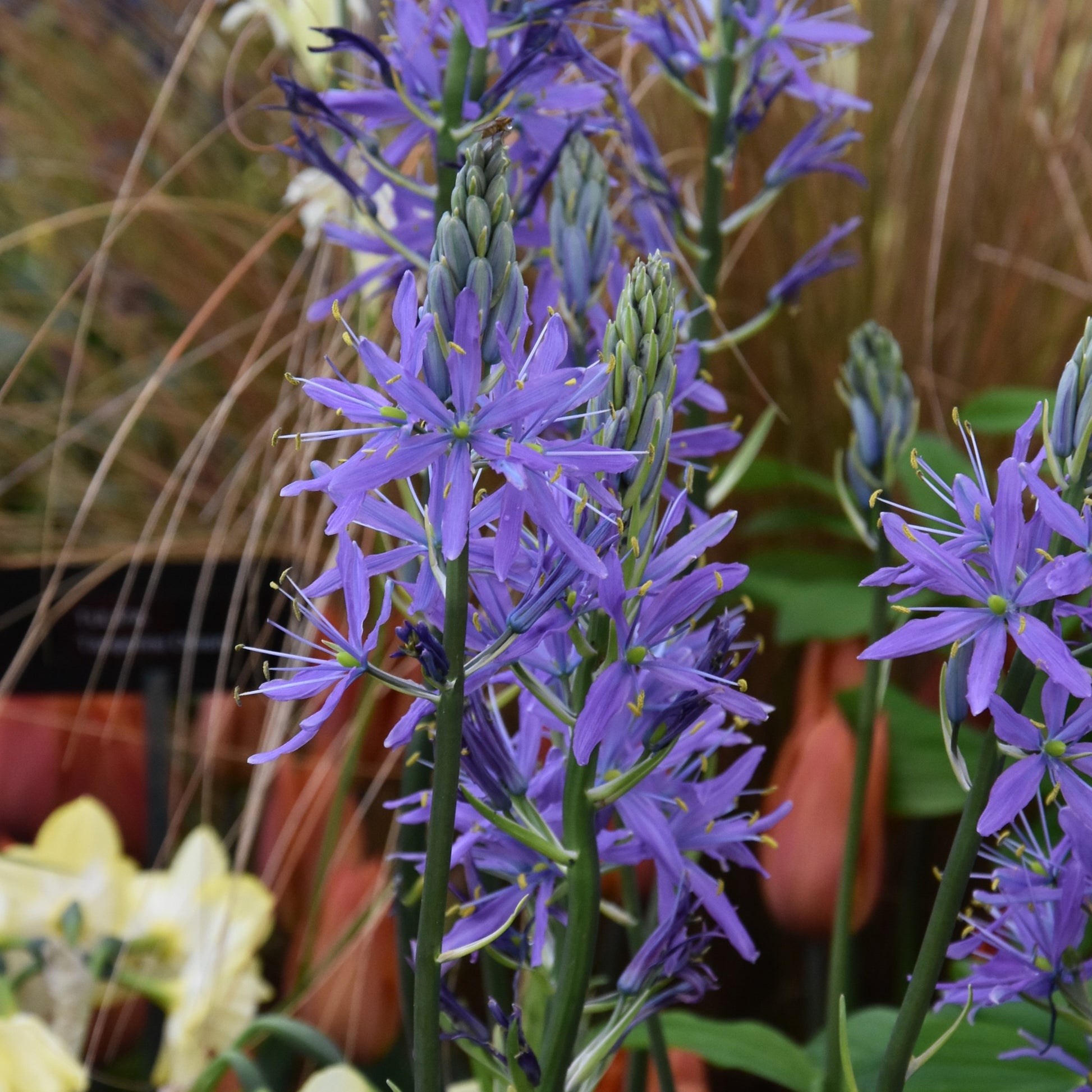 Camassia leichtlinii 'Caerulea'