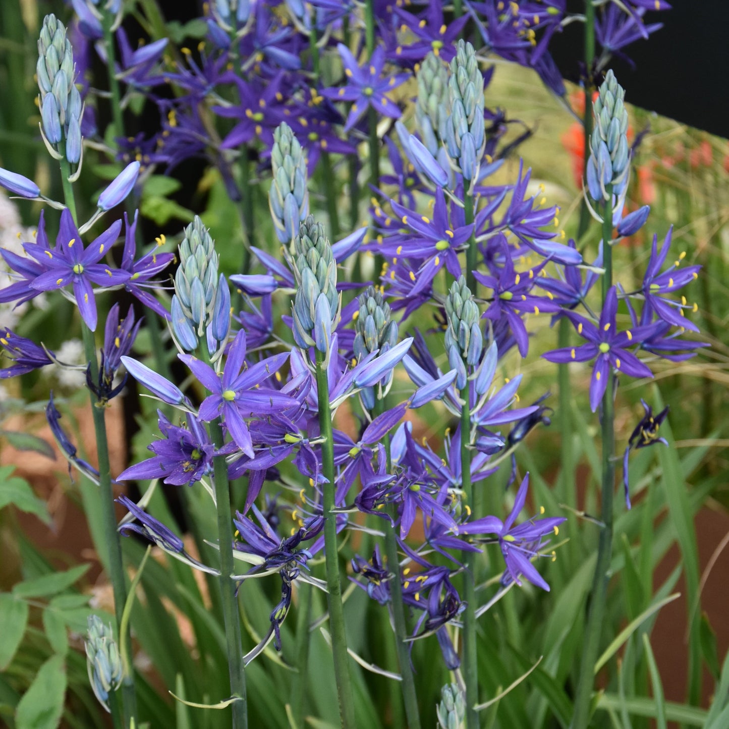 Camassia leichtlinii 'Maybelle'