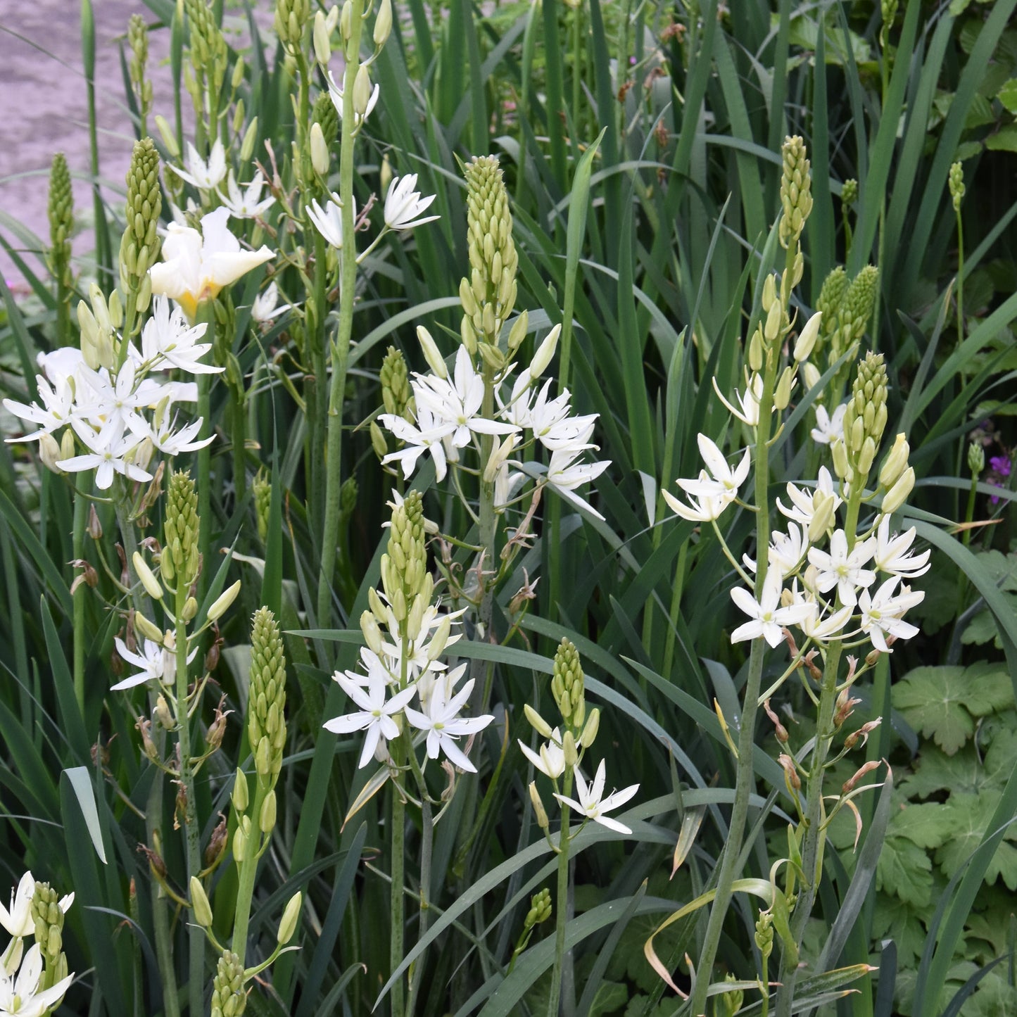 Camassia leichtlinii Alba